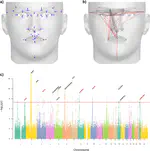 Automatic landmarking identifies new loci associated with face morphology and implicates Neanderthal introgression in human nasal shape
