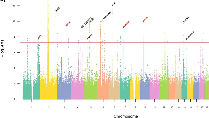 Automatic landmarking identifies new loci associated with face morphology and implicates Neanderthal introgression in human nasal shape